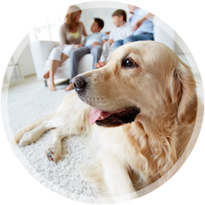 when you contact perfection, you will receive perfect customer service as we set up your appointment for pet odor removal services, pet2